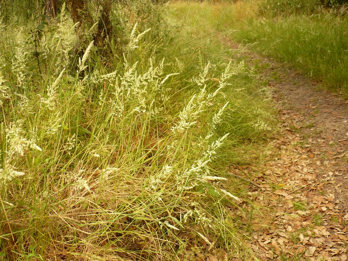 Holcus lanatus subsp. lanatus (Poaceae)